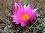 Simpson's hedgehog cactus, Pediocactus simpsonii.