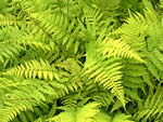 Lady Fern, Athyrium filix-femina.