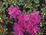 Lapland rosebay, Rhododendron lapponicum.