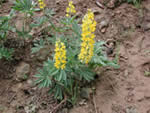 Sabin's Lupine, Lupinus sabinianus.