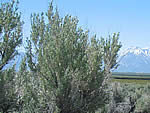 Sagebrush, Artemisia tridentata