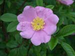 swamp rose, Rosa palustris.