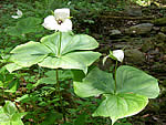 sweet white trillium, Trillium simile.