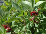 twinberry honeysuckle, Lonicera involucrata.