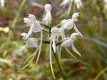 White Fringeless Orchid, Platanthera integrilabia.