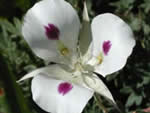 White Mariposa Lily, Calochortus eurycarpus.