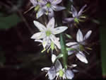 wild hyacinth.