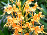 Yellow Fringed Orchid, Platanthera ciliaris.