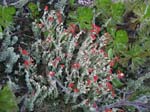 Cladonia bellidiflora