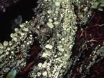 Cladonia fimbriata