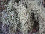 Ramalina subleptocarpha