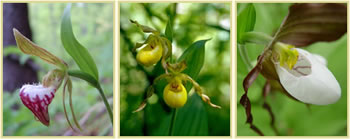 Three pictures of slipper orchid species: ram's head lady slipper, yellow lady's slipper, and mountain lady's slipper.