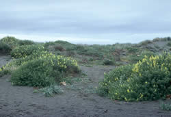 bush lupine growing on west coast sand dunes.
