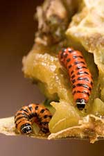 two bright orange cactus moth larvae.