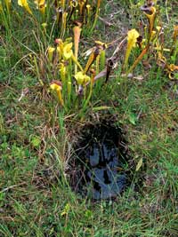 hole filled with water where pitcher plants were dug up.