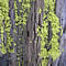 Letharia vulpina, wolf lichen, on tree bark