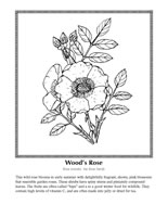 Wood's rose