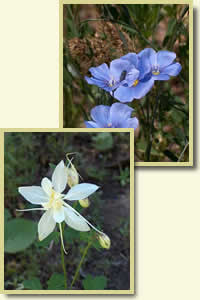 white columbine overlain on a bee on flax.