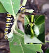 monarch butterfly caterpillars on milkweed. Monarch caterpillar and chrysalis found at the Wayne National Forest office.