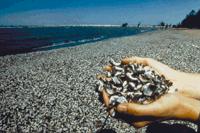 zebra mussels