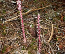 Allotropa virgata.