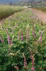 lupine seed production field.