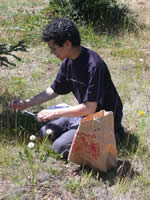 man collecting native plant seeds.