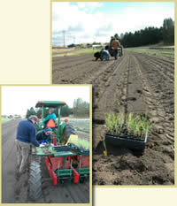 Two pictures of a tractor and crew planting seedlings in a nursery with a mechanical planter.