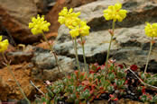 Eriogonum siskiyouense