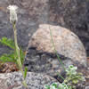 Antennaria suffrutescens