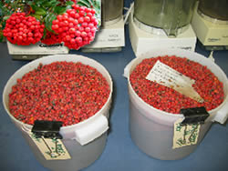 two large buckets of skunkbush sumac berries.