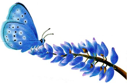 image of a Mission Blue Butterfly