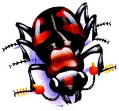 image of an American Burying Beetle