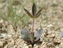 small sprouting plant.