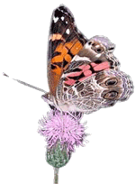 Moth on a flower.
