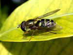 Flower fly on a yellow leaf.