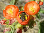Globe mallow bee foraging for pollen on Munro’s globemallow, in the process pollinating the flower.