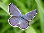 male Karner blue butterfly on a grass leaf.