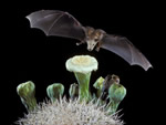 lesser long-nosed bat in flight approaching a catcus flower.