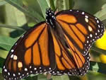 adult monarch butterfly.