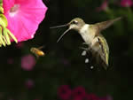 ruby-throated hummingbird and honey bee in flight at a pink flower.