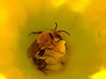 male squash bee on a squash flower.
