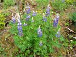 Nootka Lupine, Lupinus Nootaktensis.