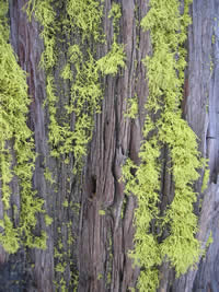 Letharia vulpina, wolf lichen, on tree bark.