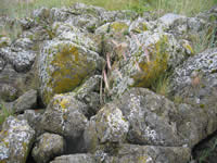 group of boulders with crustose lichens.