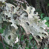 lung lichen when it is dry, displaying a pale, gray-green color.
