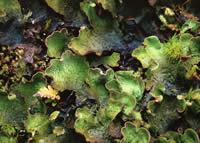 Peltigera britannica, dog-pelt lichen.