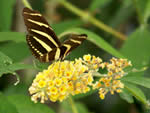 Zebra Longwing Butterfly on a yellow flower.