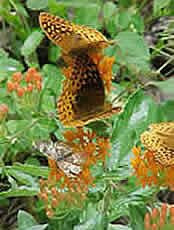 fritillary butterflies and crescent butterfly on butterfly weed (Asclepias tuberosa).