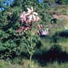 Lilium washingtonianum var. purpurea